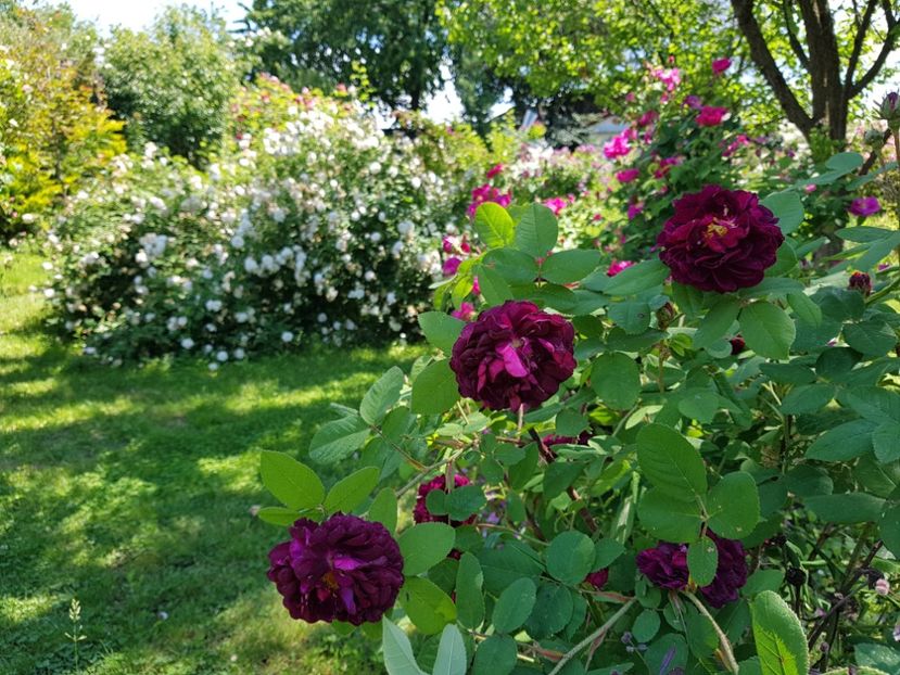  - 2020_Roze Idilic Garden