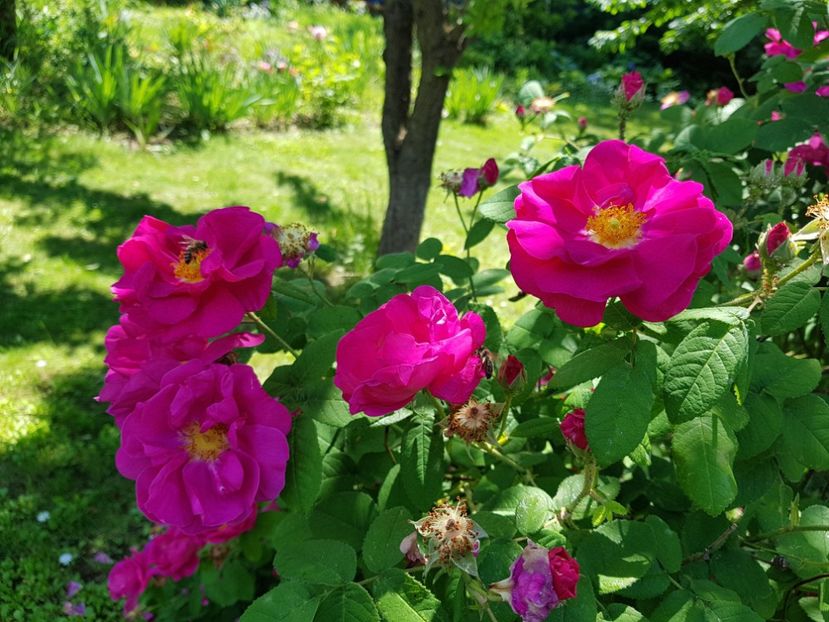  - 2020_Roze Idilic Garden