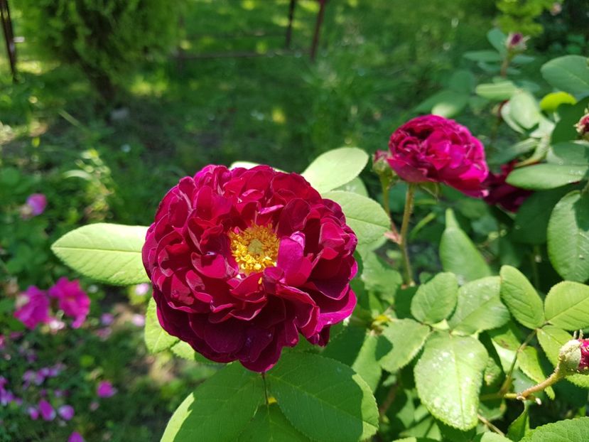  - 2020_Roze Idilic Garden