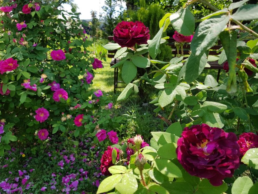  - 2020_Roze Idilic Garden