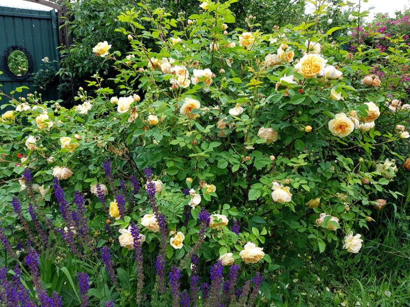  - 2020_Roze Idilic Garden