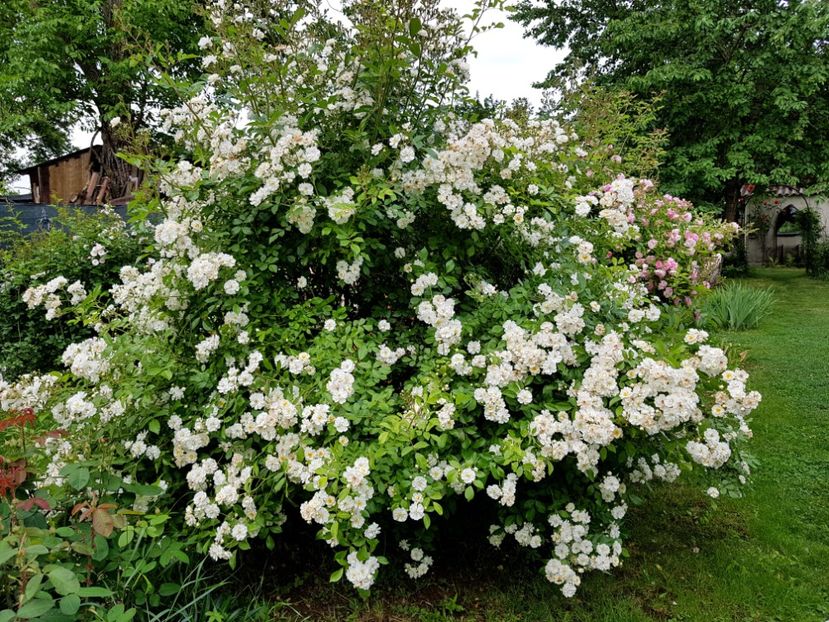  - 2020_Roze Idilic Garden