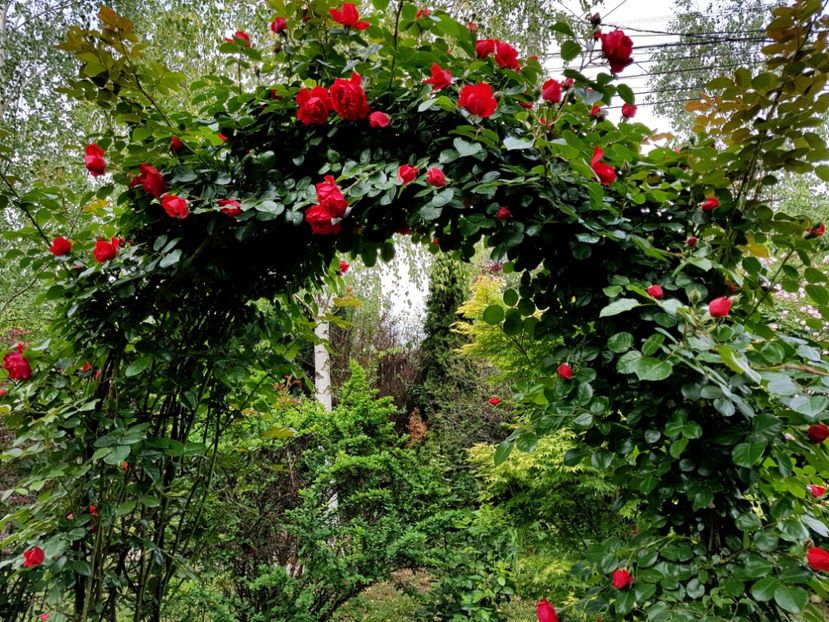  - 2020_Roze Idilic Garden