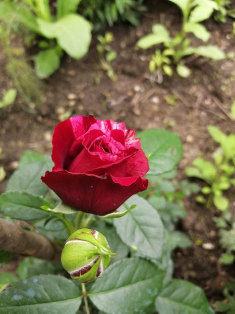  - Trandafiri 2020_2022 2023