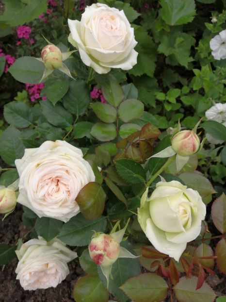  - Trandafiri 2020_2022 2023