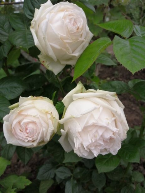  - Trandafiri 2020_2022 2023