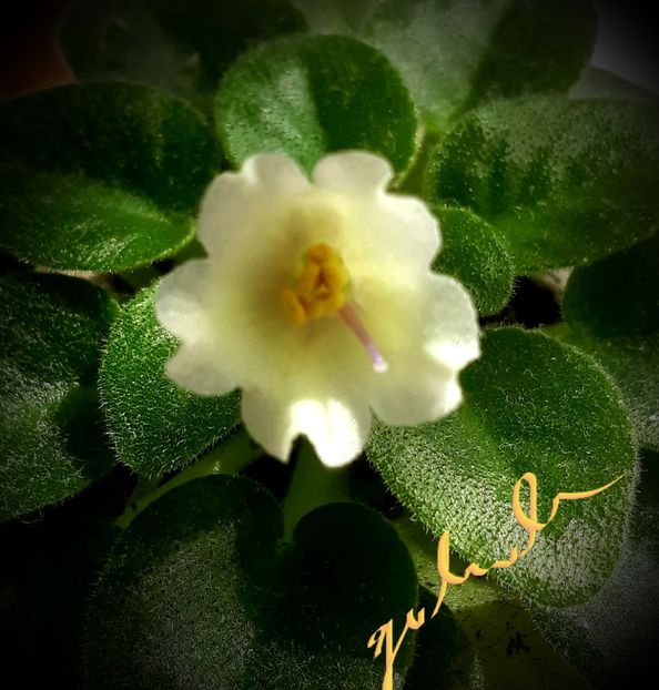 Senk s Alchemy  Antique Bells - Senk s Alchemy Antique Bells