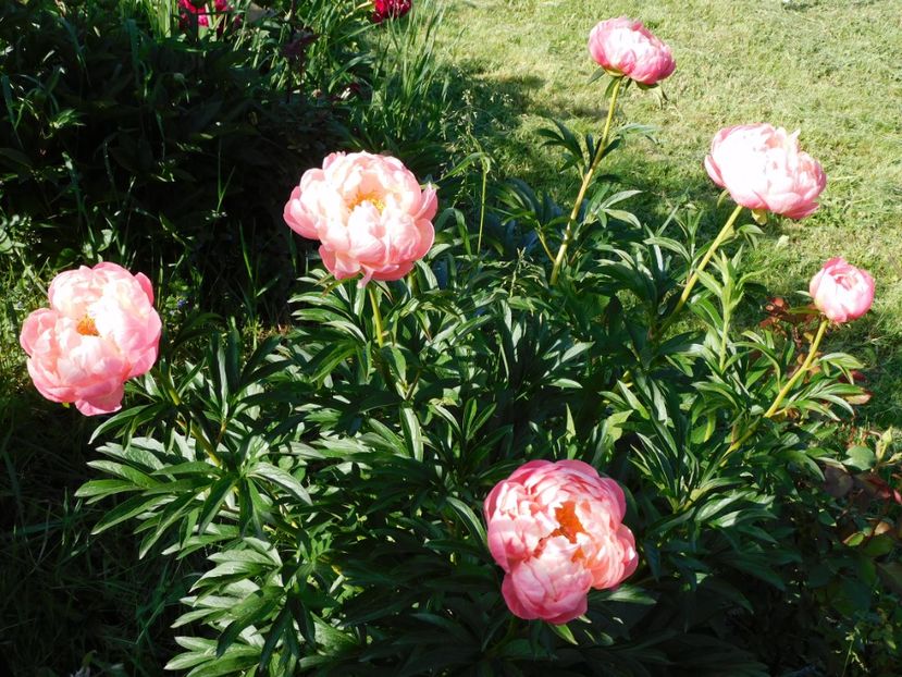 Coral charm - 2020 bujori