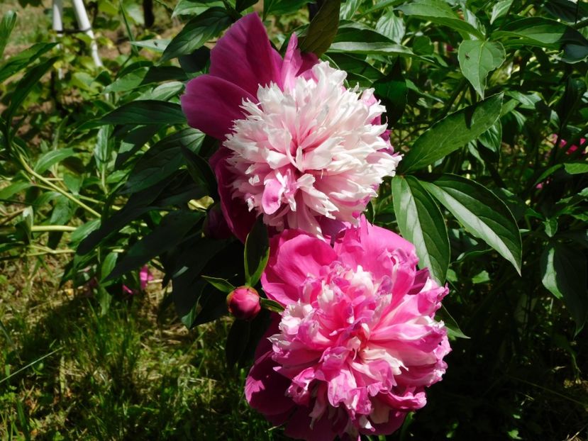 Celebrity - 2020 bujori