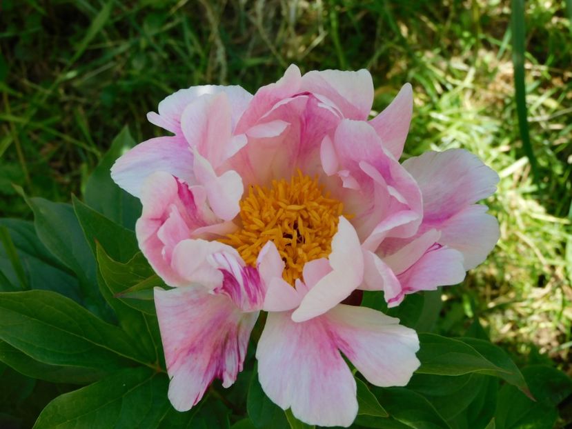 Pink luau - 2020 bujori