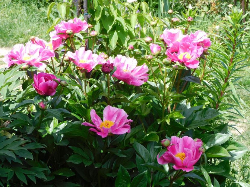 Dancing butterfly - 2020 bujori