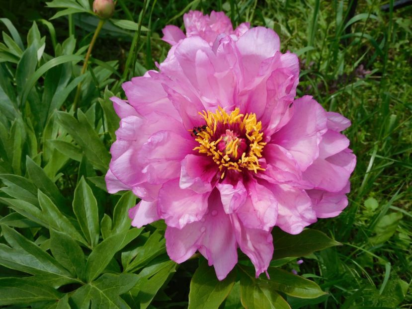 First arival - 2020 bujori