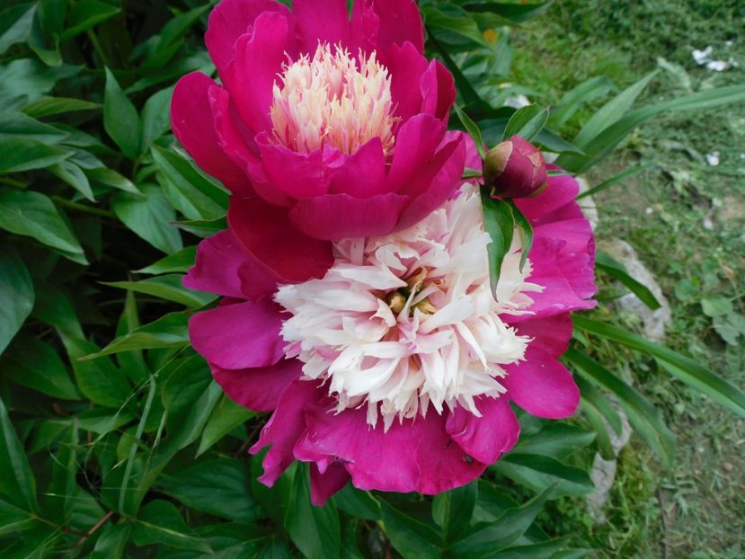 White cap - 2020 bujori