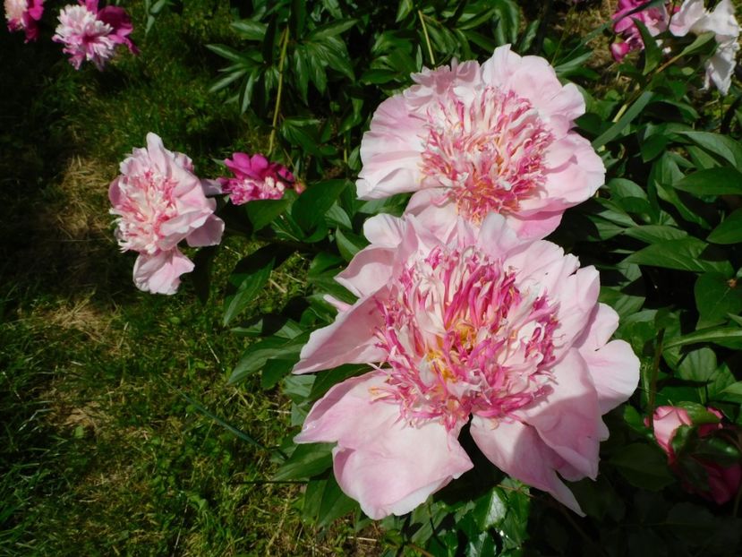 Do tell - 2020 bujori