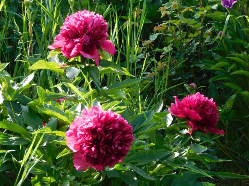 Red charm - 2020 bujori