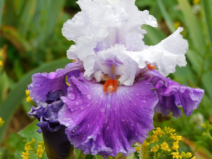 Polka - xx Colectie irisi