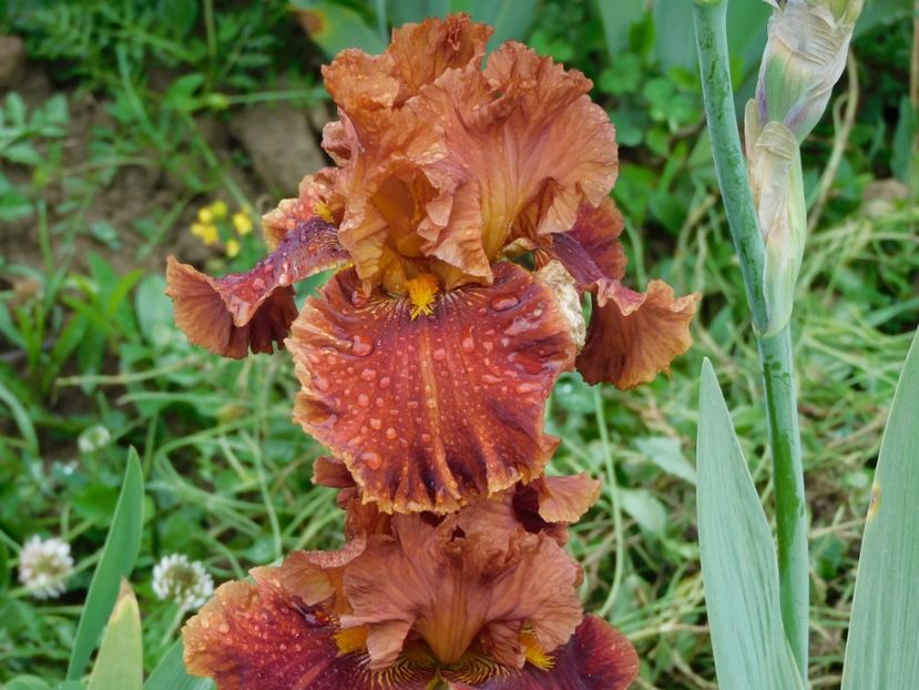 Chestnuts roasting - 2020 irisi