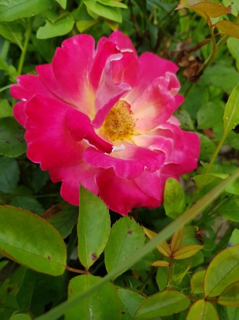 Pink lady ruffles - Trandafiri 20 Ii