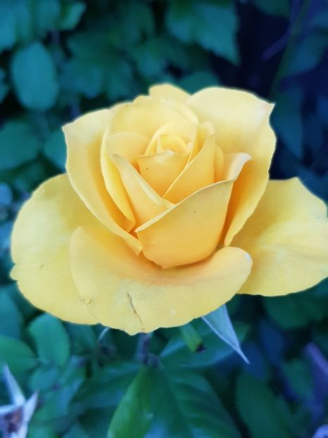 Mini20 - Trandafiri 20 Ii