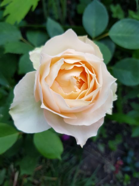 Jallitah - Trandafiri 20 Ii