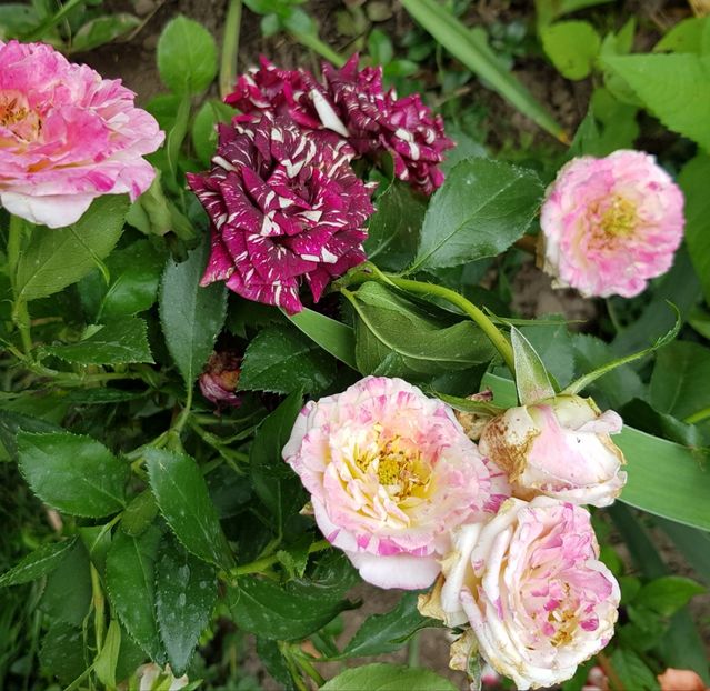 19 și 122 - Trandafiri 20 Ii