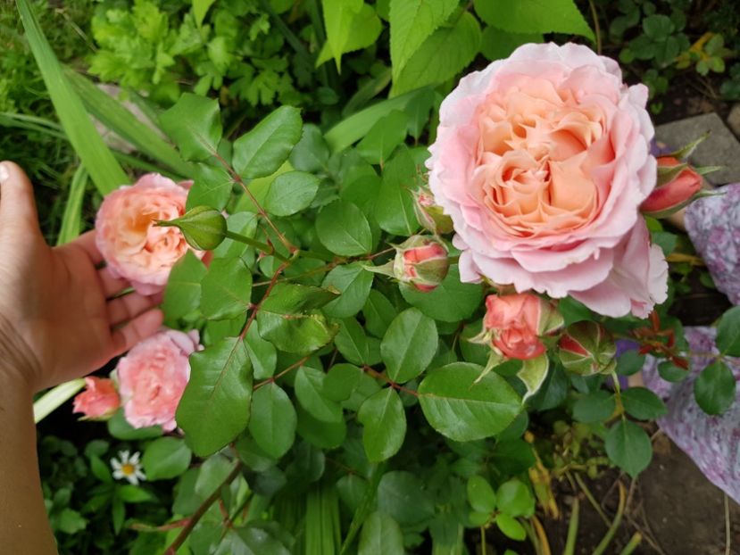 Laurent - Trandafiri 20 Ii