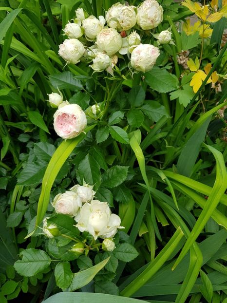 Pashima - Trandafiri 20 Ii