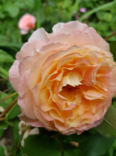 Jef - Trandafiri 20 Ii