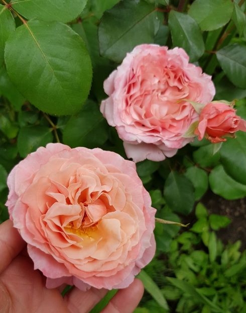 Laurent - Trandafiri 20 Ii