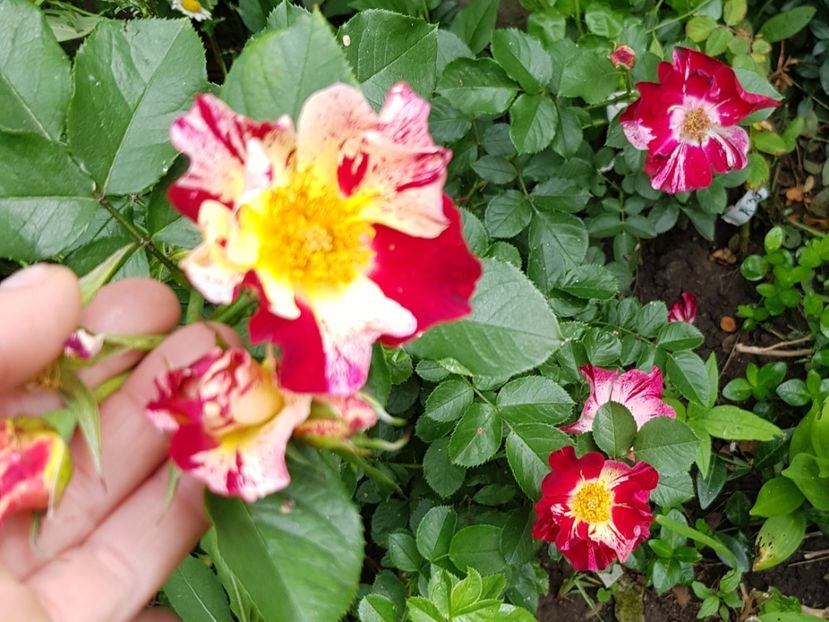 Fourth of july - Trandafiri 20 Ii