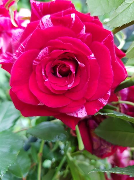 Deep - Trandafiri 20 Ii