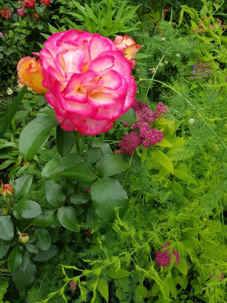 Leo - Trandafiri 20 Ii