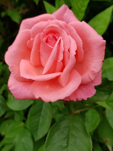 Parade - Trandafiri 20 Ii