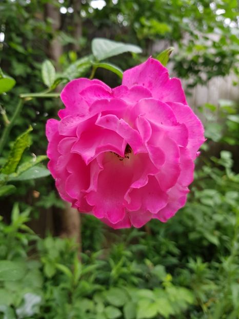 Nr. - Trandafiri 20 Ii