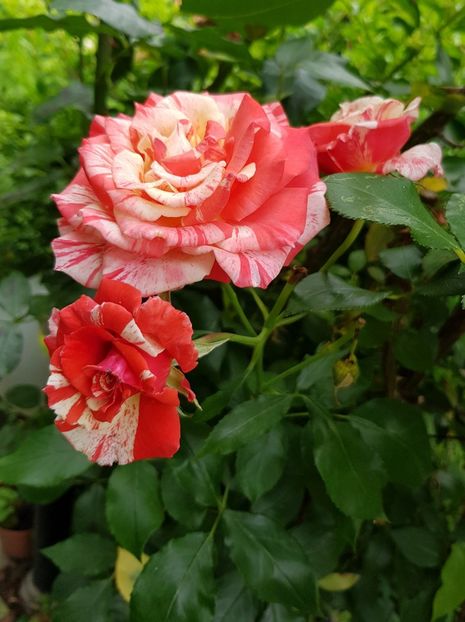 30 - Trandafiri 20 Ii