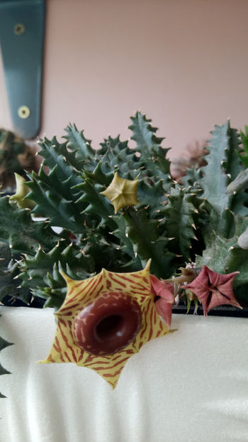 06.06.2020 - Huernia zebrina