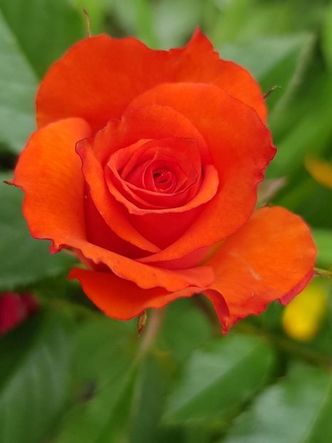 Mini 17 - Trandafiri 20 Ii