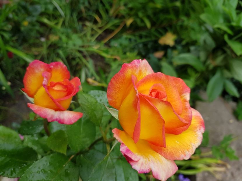 Sheila - Trandafiri 20 Ii