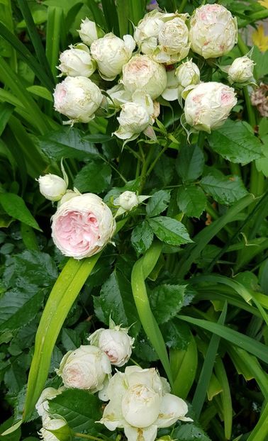 Pashima - Trandafiri 20 Ii