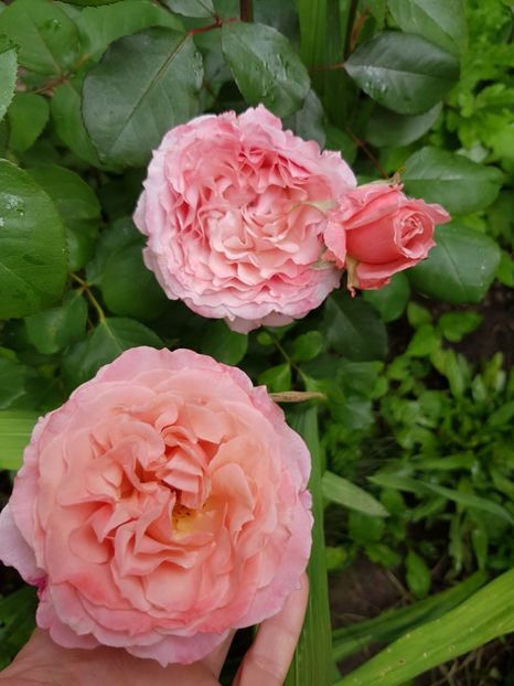 Laurent - Trandafiri 20 Ii