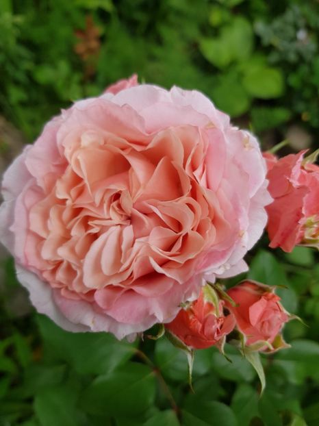 Laurent - Trandafiri 20 Ii