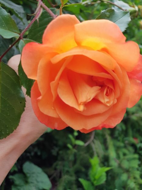 Westerland - Trandafiri 20 Ii