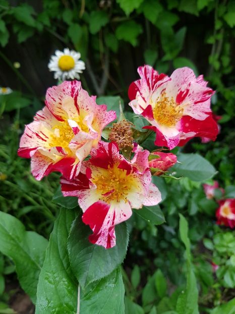 Fourth of july - Trandafiri 20 Ii