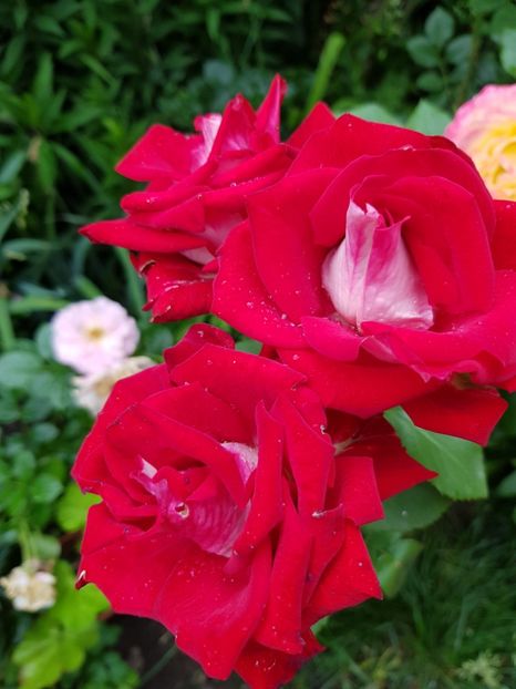 Alliantz - Trandafiri 20 Ii