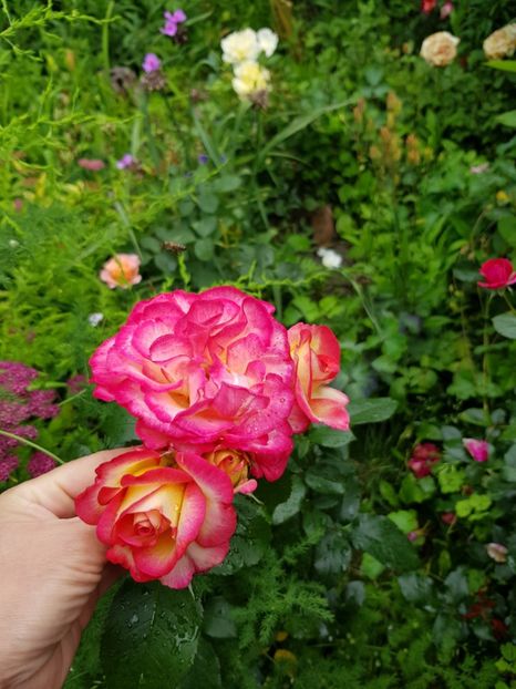 Leo - Trandafiri 20 Ii