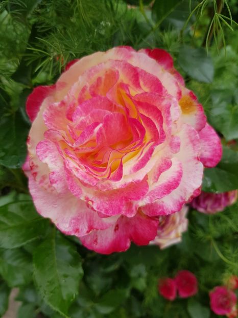 D D - Trandafiri 20 Ii