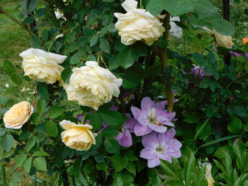  - Trandafiri urcatori 2020