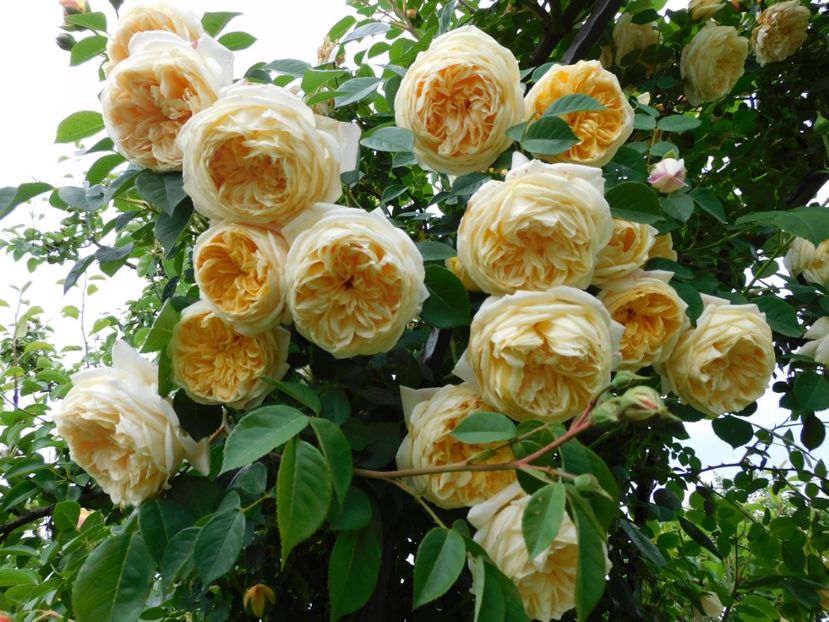  - Trandafiri urcatori 2020