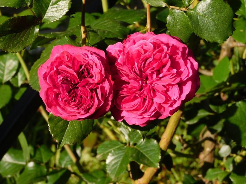  - Trandafiri urcatori 2020