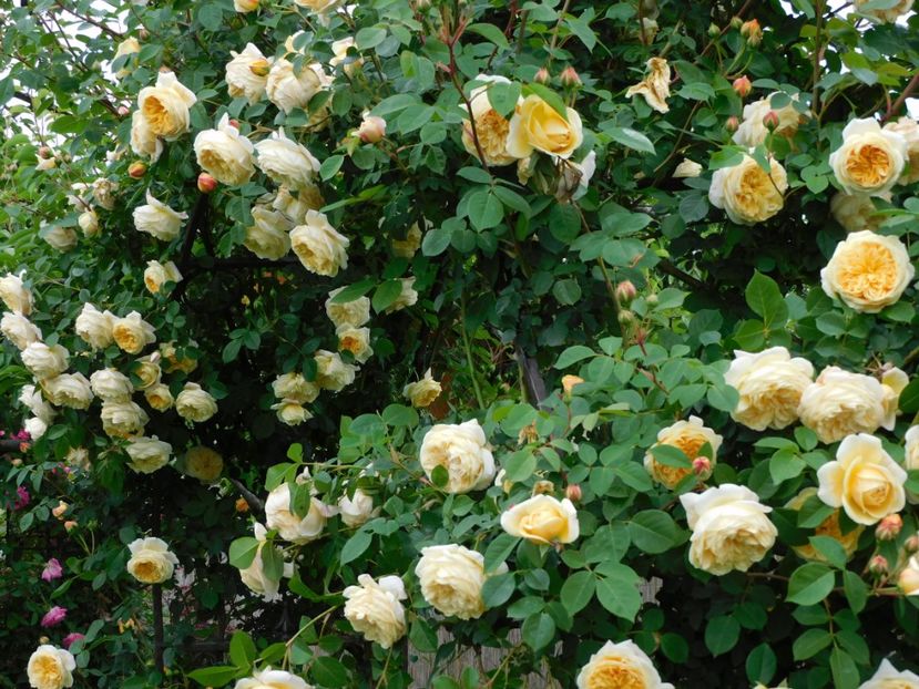  - Trandafiri urcatori 2020